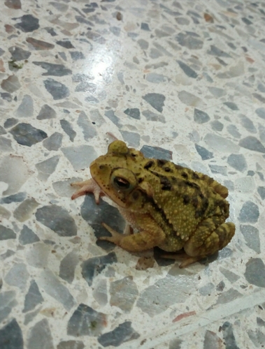 Yellow Toad