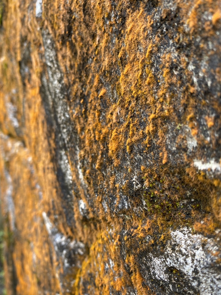 El Yunque Rocks Color Orange Rock Hair from El Yunque National Forest, Río Grande, PR, US on ...