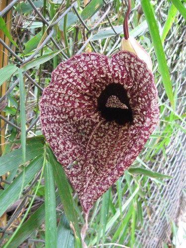 Aristolochia grandiflora image