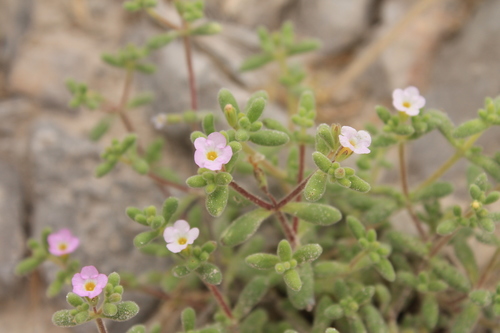 Nama serpylloides