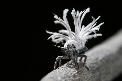 Flatid Leaf Bug