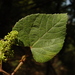 Vitis tiliifolia - Photo (c) guadalupe_cornejo_tenorio, todos os direitos reservados, uploaded by guadalupe_cornejo_tenorio