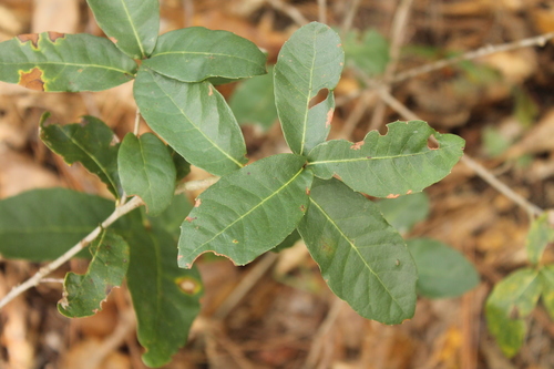 Quercus sebifera