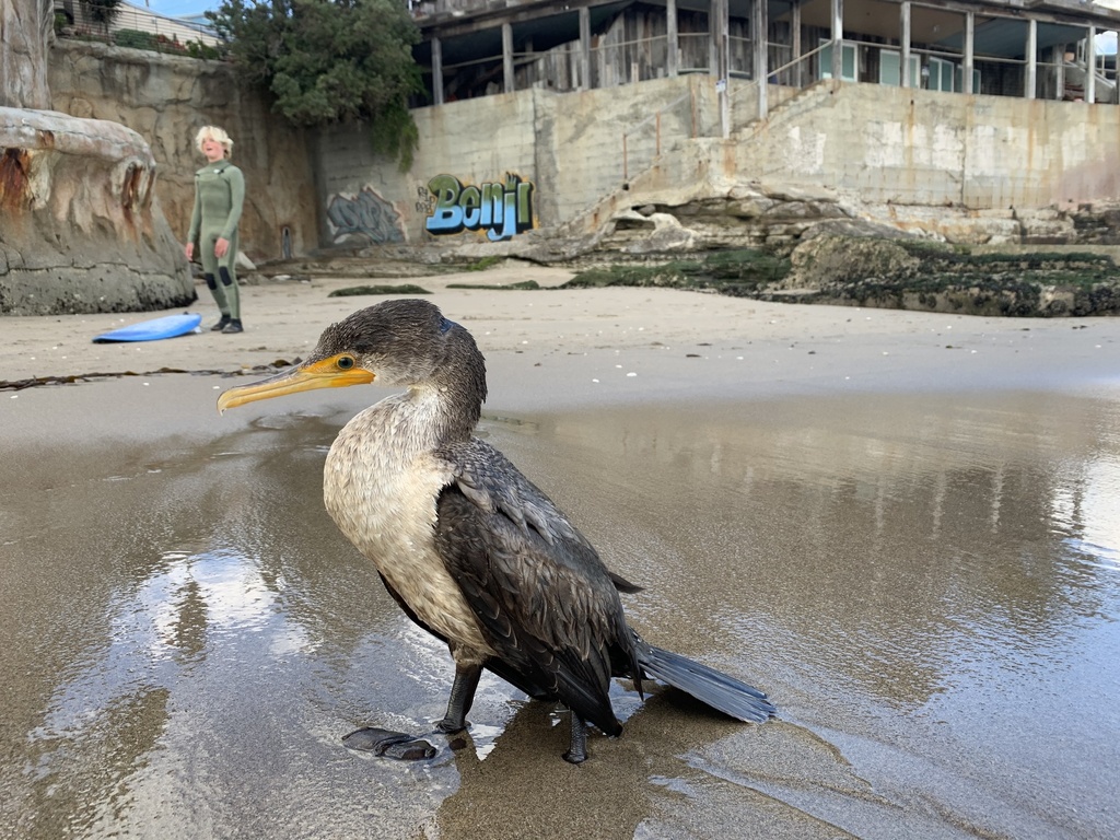 Doublecrested Cormorant from Soquel Cove, Santa Cruz, CA, US on