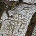 Square