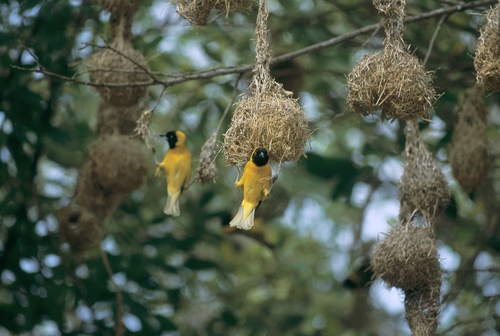 Lesser Masked Weaver