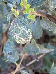 photo of Ophiomyia mine in a Lantana leaf