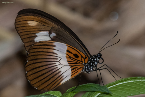 Zenobia Swallowtail