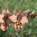Gladiolus meliusculus - Photo (c) Terry Gosliner, כל הזכויות שמורות, הועלה על ידי Terry Gosliner