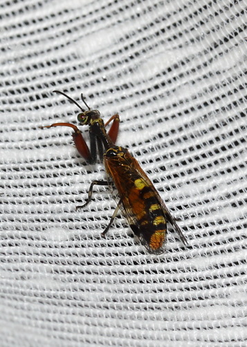 Calomantispa spectabilis