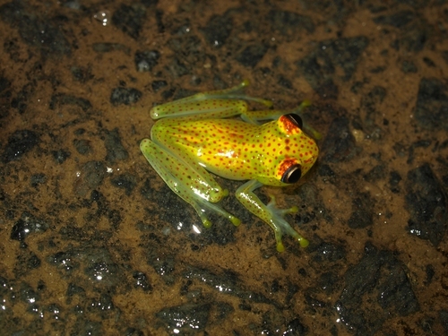 Boophis tasymena