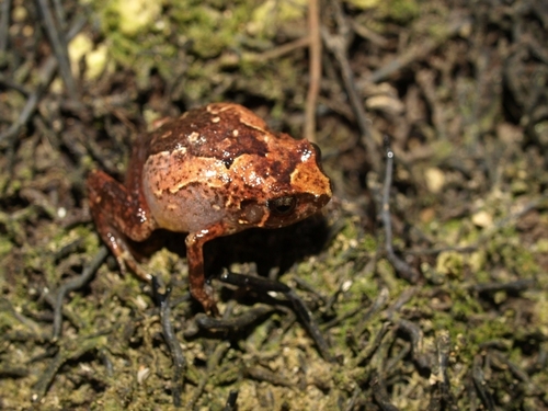 Rhombophryne coronata