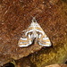 Anydraula pericompsa - Photo (c) john lenagan, all rights reserved, uploaded by john lenagan