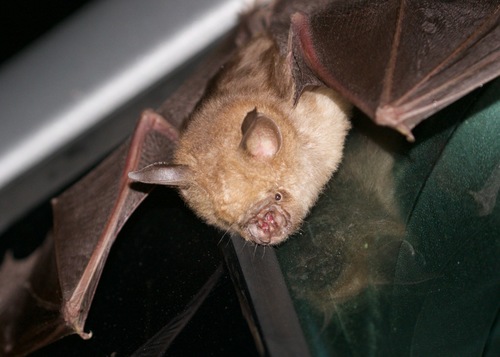 Semon's Roundleaf Bat (Hipposideros semoni) — Least Concern Mammalia
