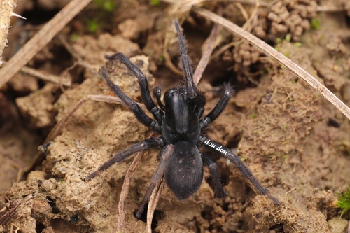 Robusticoelotes pichoni