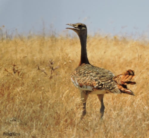 Great Bustard