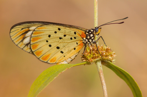 Whitebar Acraea