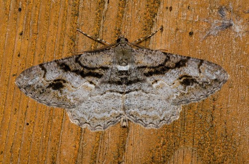 Alcis deversata
