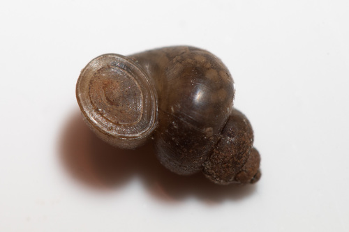 Leach's Bithynia