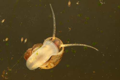 Leach's Bithynia