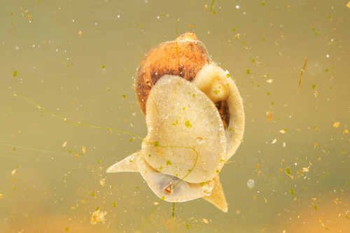 Wandering Snail