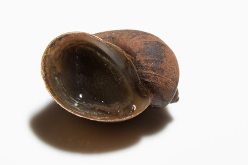 Wandering Snail