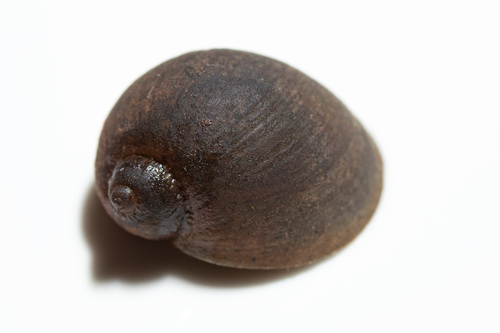 Wandering Snail