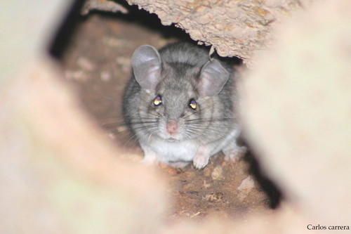 White-toothed Woodrat