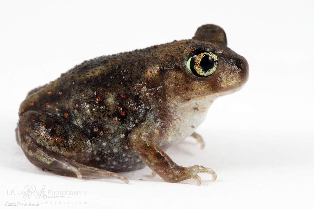 Eastern Spadefoot (Scaphiopus holbrookii) · iNaturalist