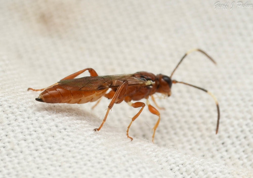 Dirophanes