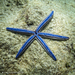 Blue Sea Star - Photo (c) Colin Purrington, all rights reserved, uploaded by Colin Purrington