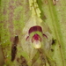 Lepanthes agglutinata - Photo (c) Rudy Gelis, all rights reserved, uploaded by Rudy Gelis