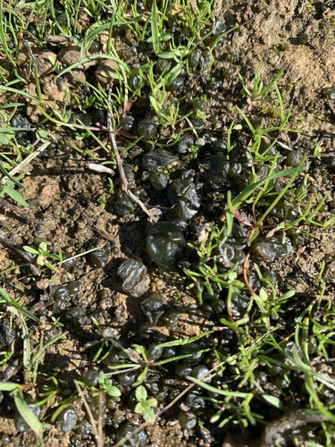 iNaturalist observation photo of Star Jelly