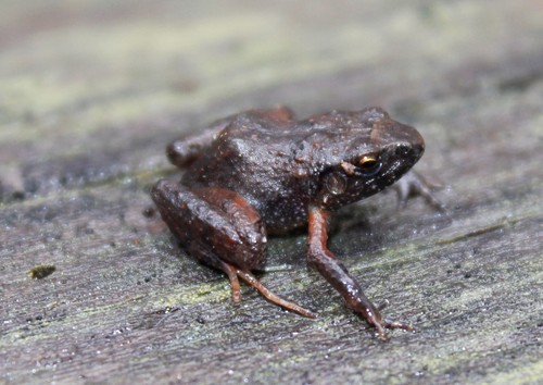 Pygmy Free-fingered Frog