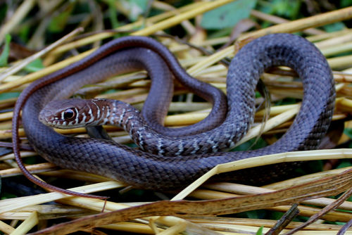 Neotropical Whip Snake