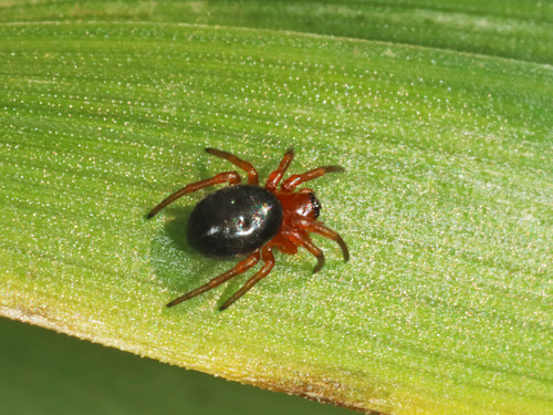 Small Orbweaver
