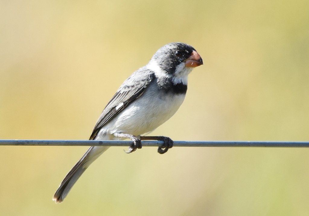 White-throated Seedeater photo