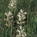 Lachenalia alba - Photo (c) Terry Gosliner, todos los derechos reservados, subido por Terry Gosliner