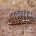 Raffaele's Spheric Pill Woodlouse - Photo (c) 豆豆, all rights reserved, uploaded by 豆豆