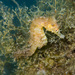 Short-snouted Seahorse - Photo (c) daniellepegge, all rights reserved