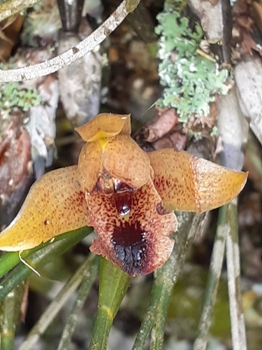 Christensonella subulata