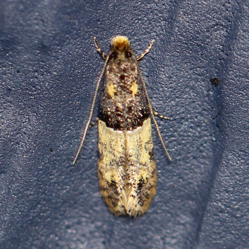 Oenoe hybromella