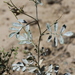 Astragalus pavlovii - Photo (c) Oyuntsetseg Batlai, todos los derechos reservados, subido por Oyuntsetseg Batlai