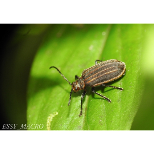 Genus Yingaresca · iNaturalist