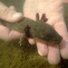 Common Mudpuppy - Photo (c) beneaththesurface, all rights reserved