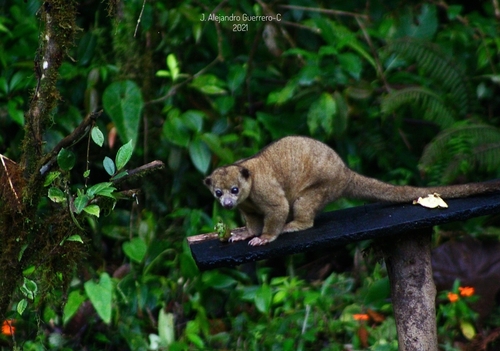 Kinkajou