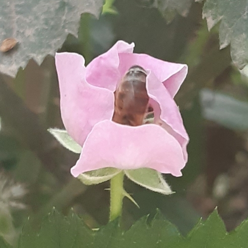 photo of Western Honey Bee (Apis mellifera)