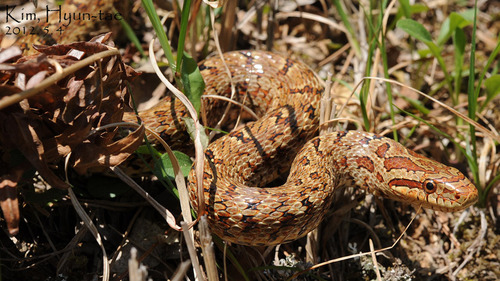 Steppe Ratsnake