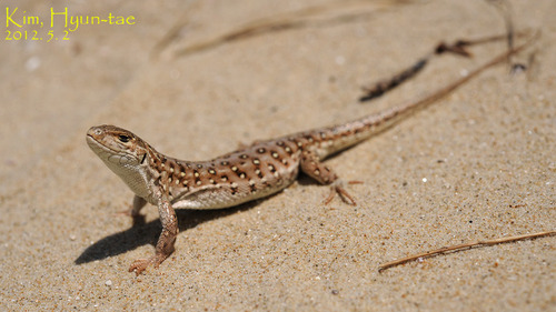 Mongolia Racerunner