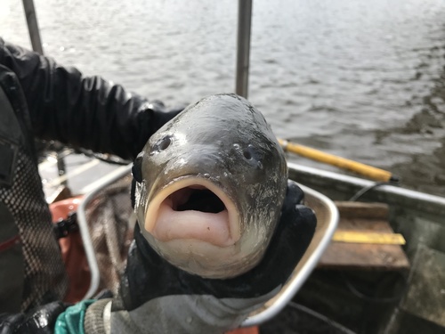 Bigmouth Buffalo